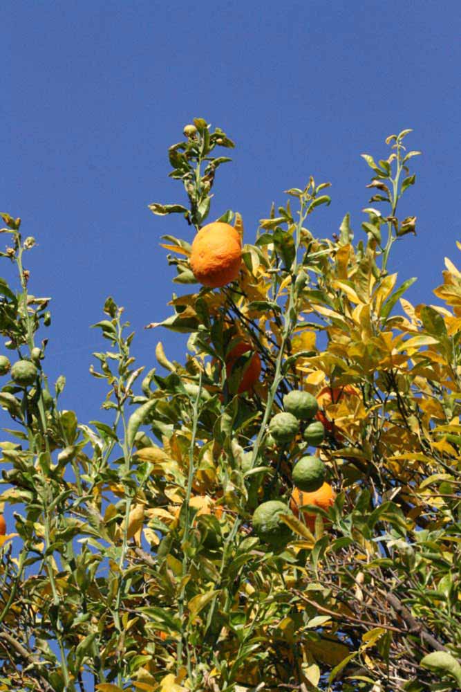            Fruit (Riverside, CA)   